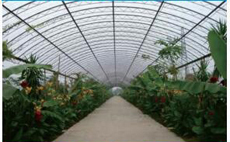 山東花卉養殖